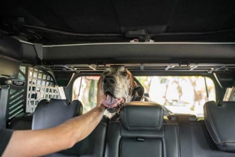 DV8 Offroad 2021-2024 Ford Bronco Dog Barrier